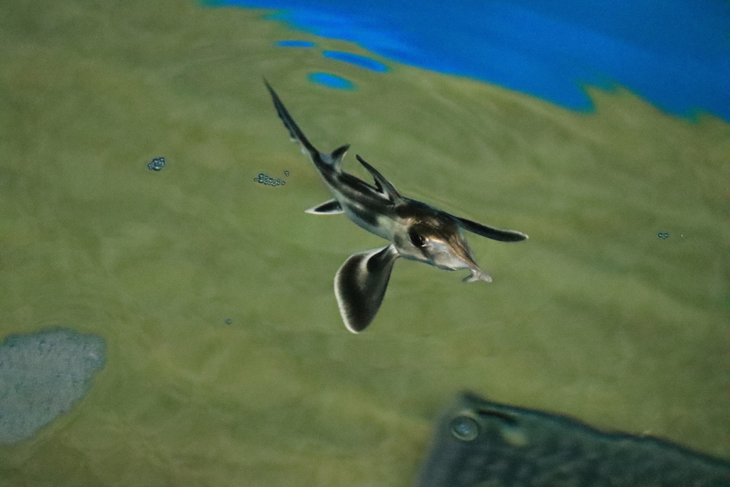 サンシャイン水族館のゾウギンザメ(東京都/豊島区)