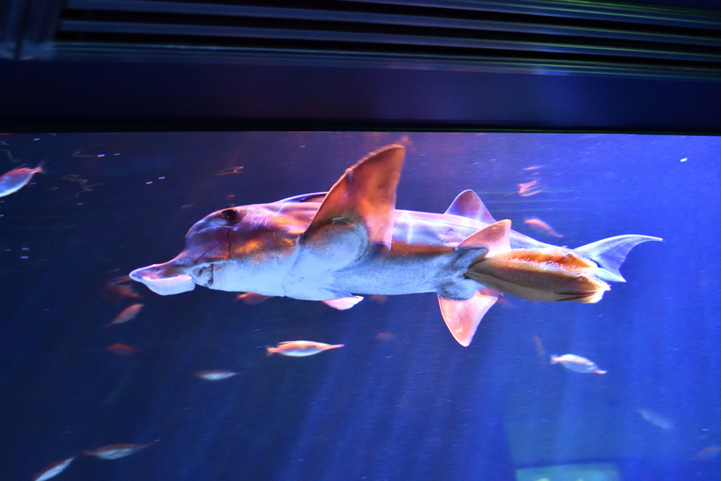 ゾウギンザメの卵/サンシャイン水族館(東京都/豊島区)