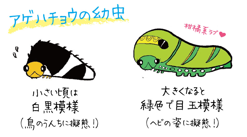 アゲハチョウの幼虫のイラスト/庭の木にいる虫