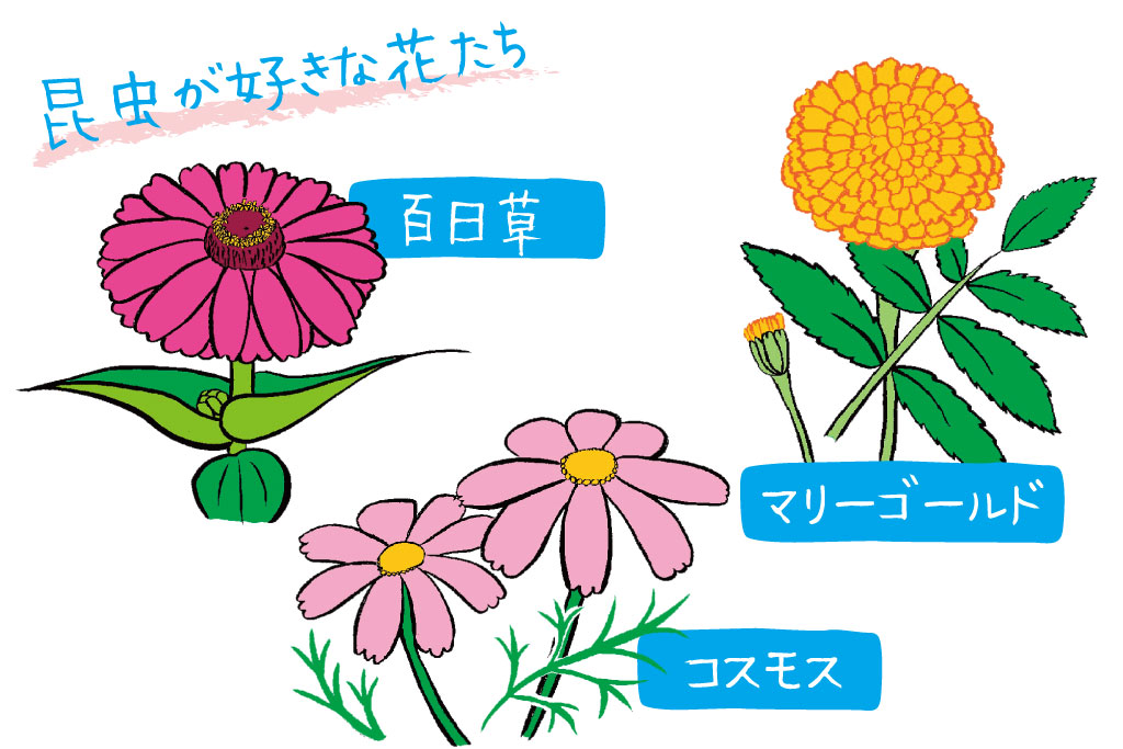 百日草、マリーゴールド、コスモスなどのイラスト/虫人気の高い花はこれ!