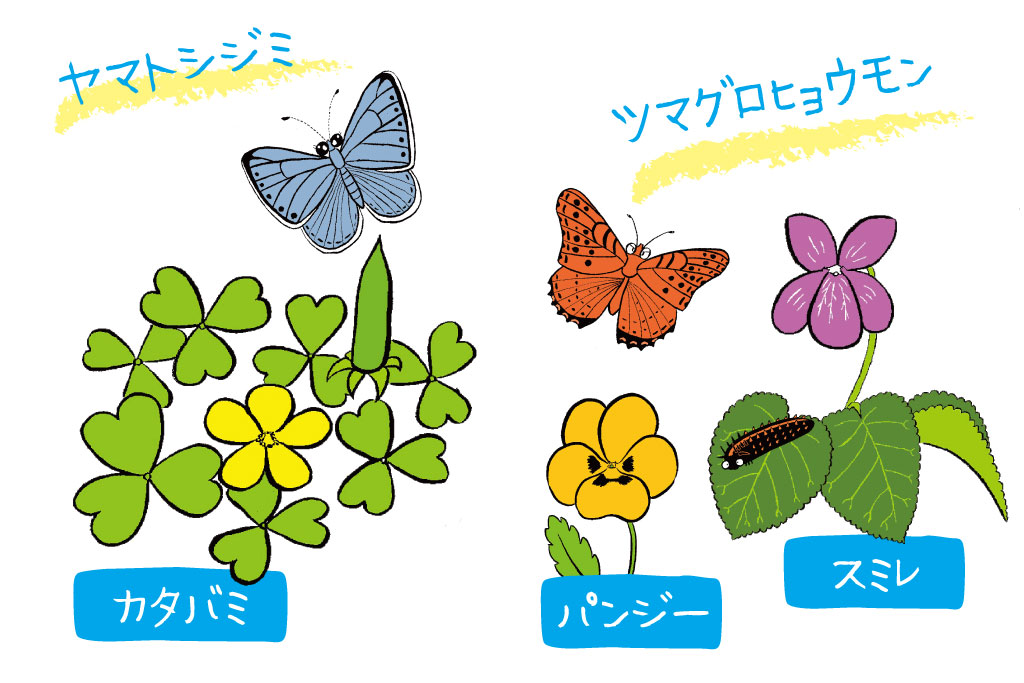 ヤマトシジミとツマグロヒョウモンのイラスト/道ばたの草木には、こんな虫が