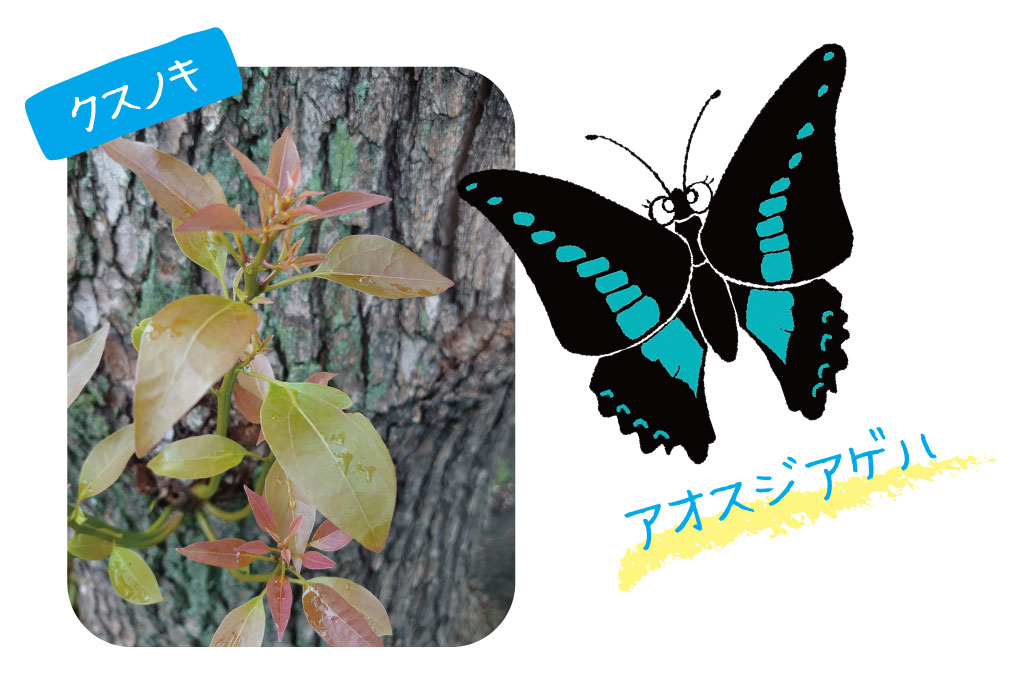 クスノキとアオスジアゲハのイラスト/道ばたの草木には、こんな虫が