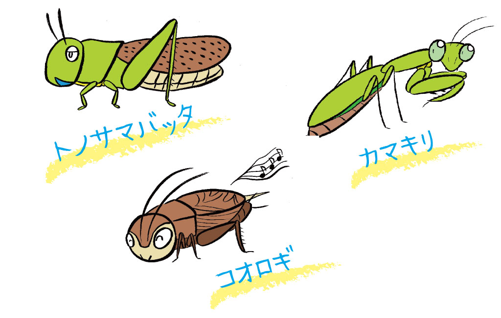 バッタの仲間のイラスト/草むらにいる虫