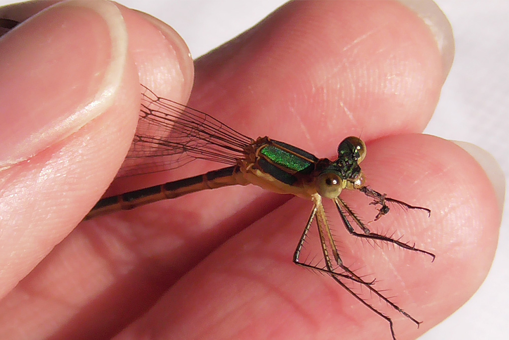アオイトトンボのメス/光が丘公園(東京都/練馬区)