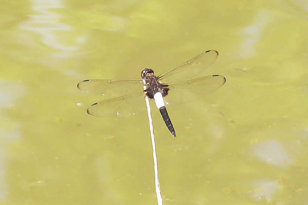 コシアキトンボ/光が丘公園(東京都/練馬区)