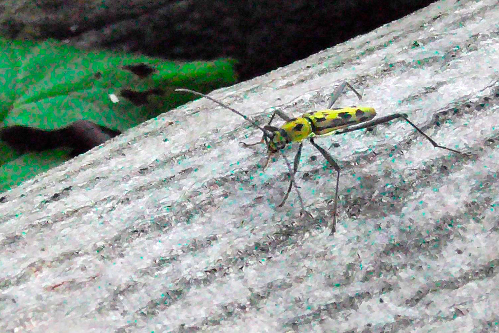 丸太にいたキイロトラカミキリ/光が丘公園(東京都/練馬区)