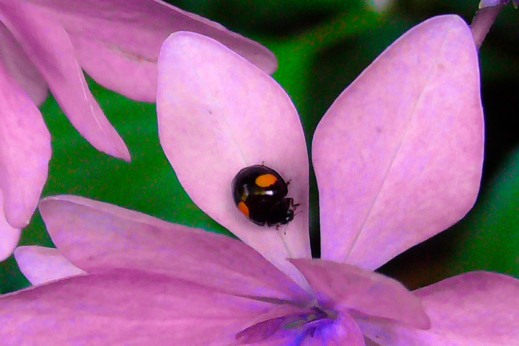 アジサイの上のナミテントウ/光が丘公園(東京都/練馬区)
