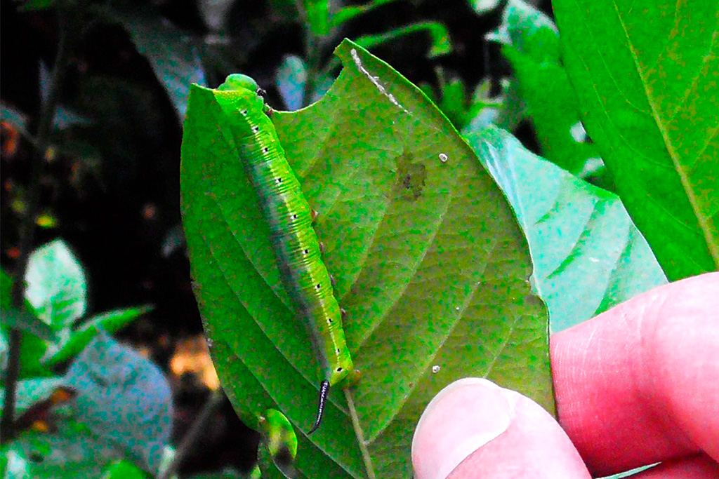 オオスカシバの幼虫/光が丘公園(東京都/練馬区)