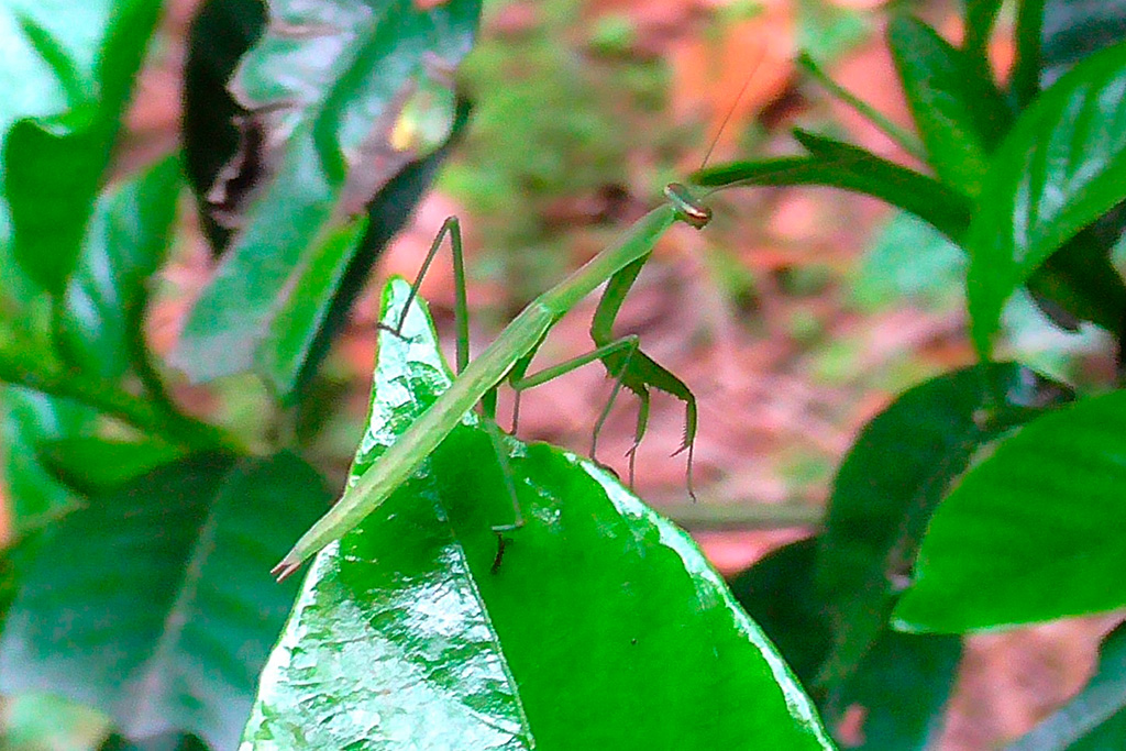 カマキリの幼虫/光が丘公園(東京都/練馬区)