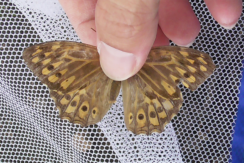 サトキマダラヒカゲ/光が丘公園(東京都/練馬区)