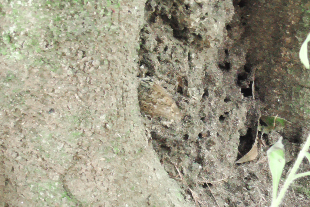 木にとまっているサトキマダラヒカゲ/光が丘公園(東京都/練馬区)