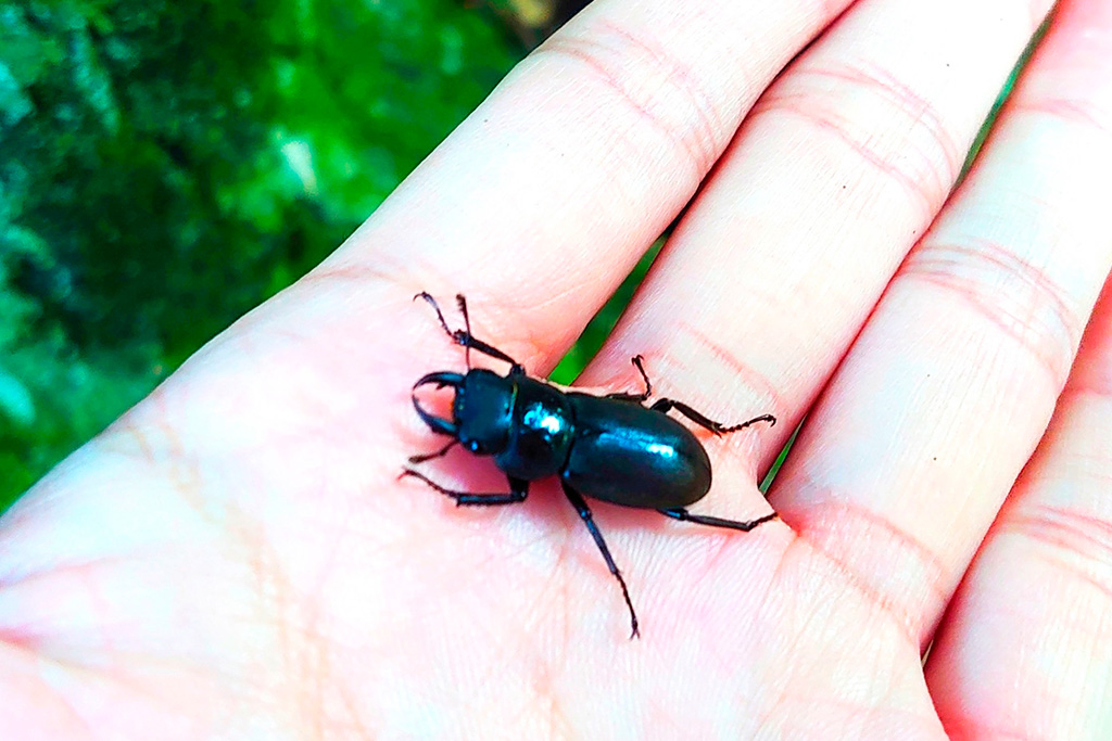 コクワガタのオス/光が丘公園(東京都/練馬区)