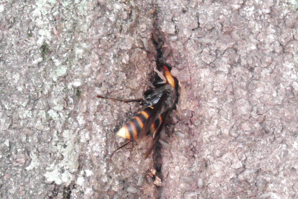 コガタスズメバチ/光が丘公園(東京都/練馬区)