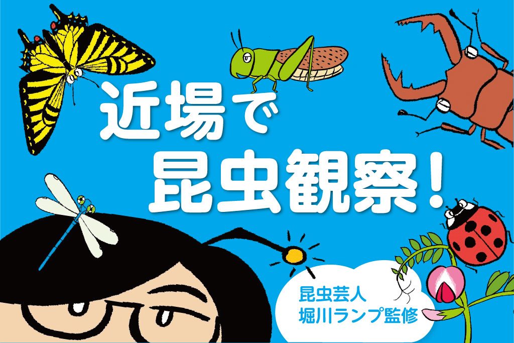 近場で昆虫観察！虫の探し方は？人気の花は？都内おすすめ公園の昆虫レポート付き