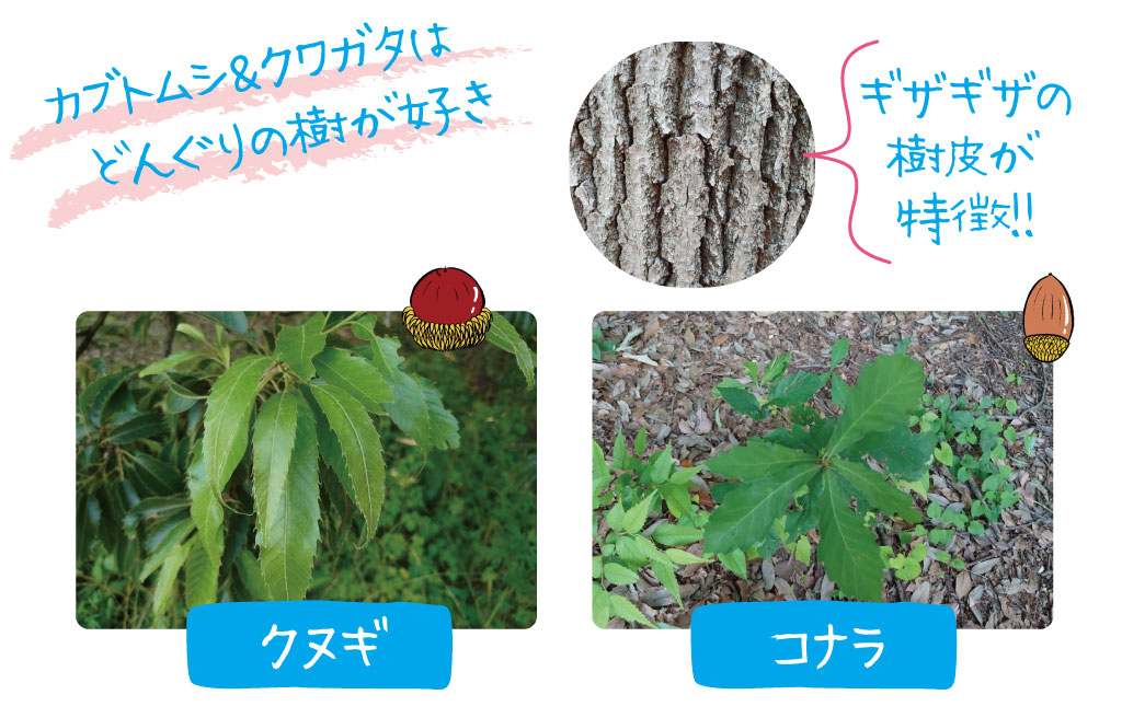 カブトムシ＆クワガタはどんぐりの樹が好き／カブトムシ･クワガタが好む木は？
