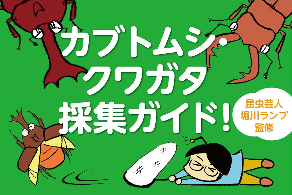 カブトムシ･クワガタの捕まえ方のポイント！場所･時間帯･仕掛けレシピ・飼育まで