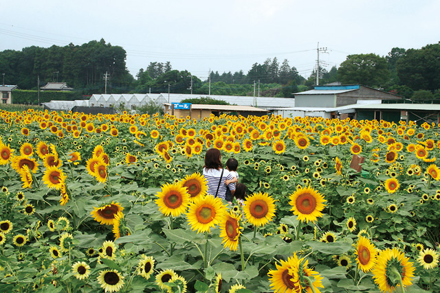ヒマワリ畑でスタンプラリーに挑戦している様子／ひまわり迷路＆夏野菜収穫体験農園（茨城県／つくば市）