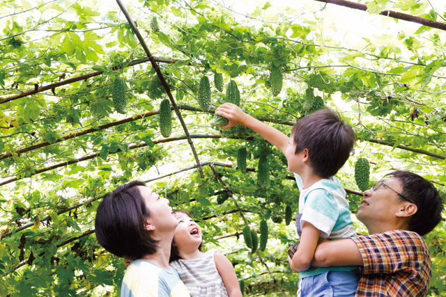 緑のトンネルでゴーヤを収穫する様子／ひまわり迷路＆夏野菜収穫体験農園（茨城県／つくば市）
