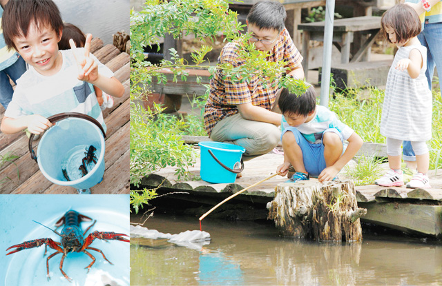 ザリガニ釣りの様子／ひまわり迷路＆夏野菜収穫体験農園（茨城県／つくば市）