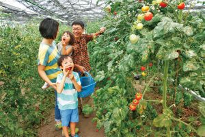 夏野菜の収穫体験2020！ひまわり迷路などのイベントも楽しい農園4選