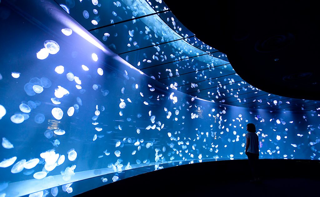 東京・サンシャイン水族館の新クラゲエリア「海月空感」を解説！注目の