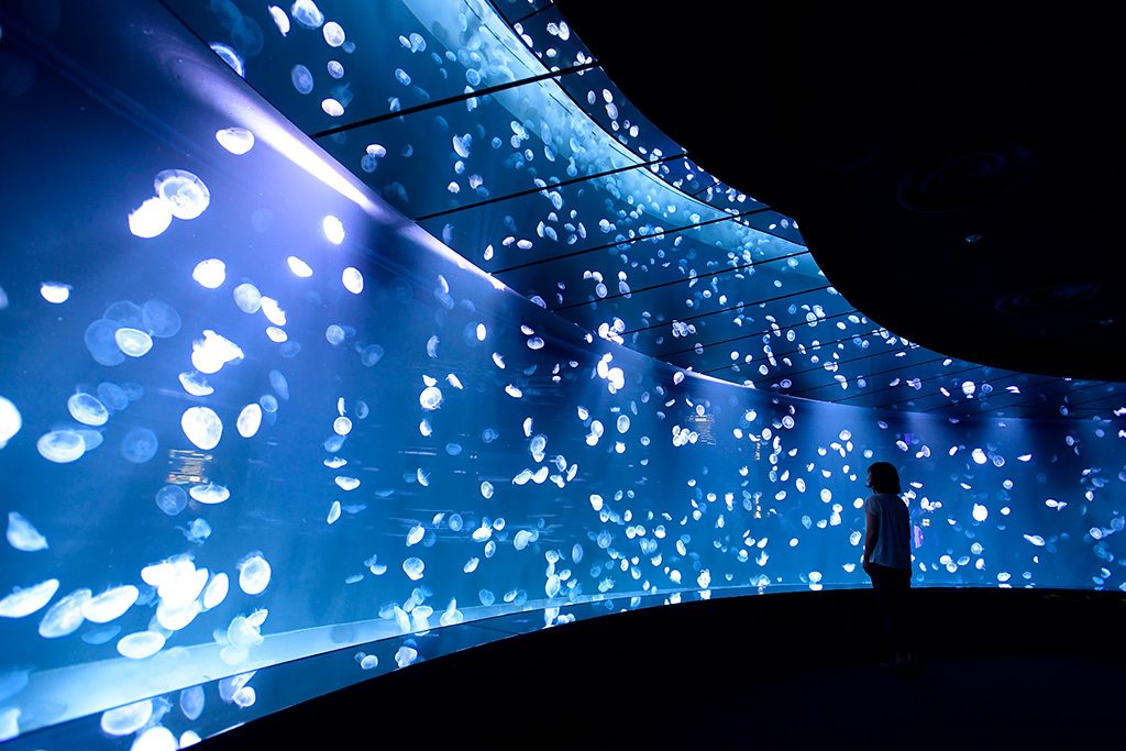 サンシャイン水族館の新エリア「海月空感（くらげくうかん）」（東京都/豊島区）