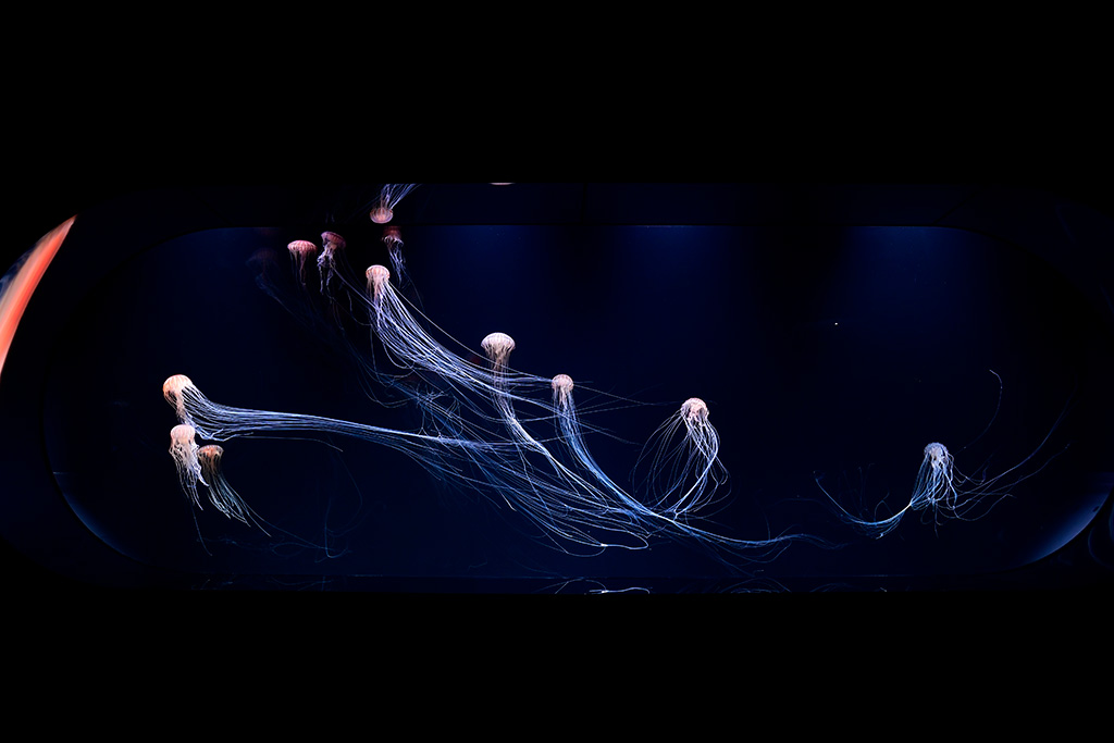 サンシャイン水族館の新エリア「海月空感（くらげくうかん）」（東京都/豊島区）