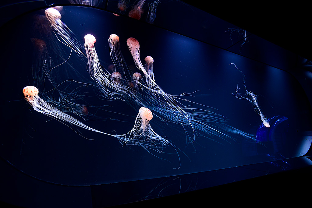 サンシャイン水族館の新エリア「海月空感（くらげくうかん）」（東京都/豊島区）