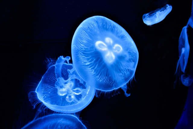 サンシャイン水族館の新エリア「海月空感（くらげくうかん）」（東京都/豊島区）