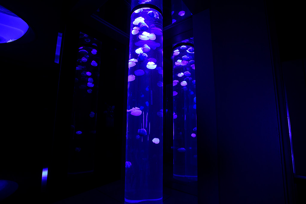 サンシャイン水族館の新エリア「海月空感（くらげくうかん）」（東京都/豊島区）