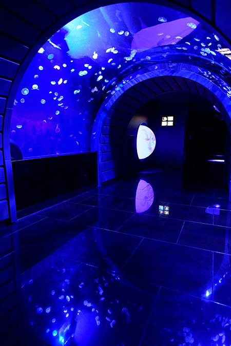 サンシャイン水族館の「クラゲトンネル」（東京都/豊島区）