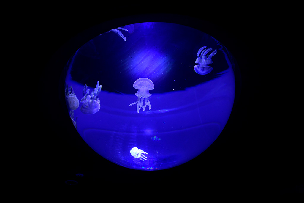 サンシャイン水族館の「クラゲドロップ」（東京都/豊島区）