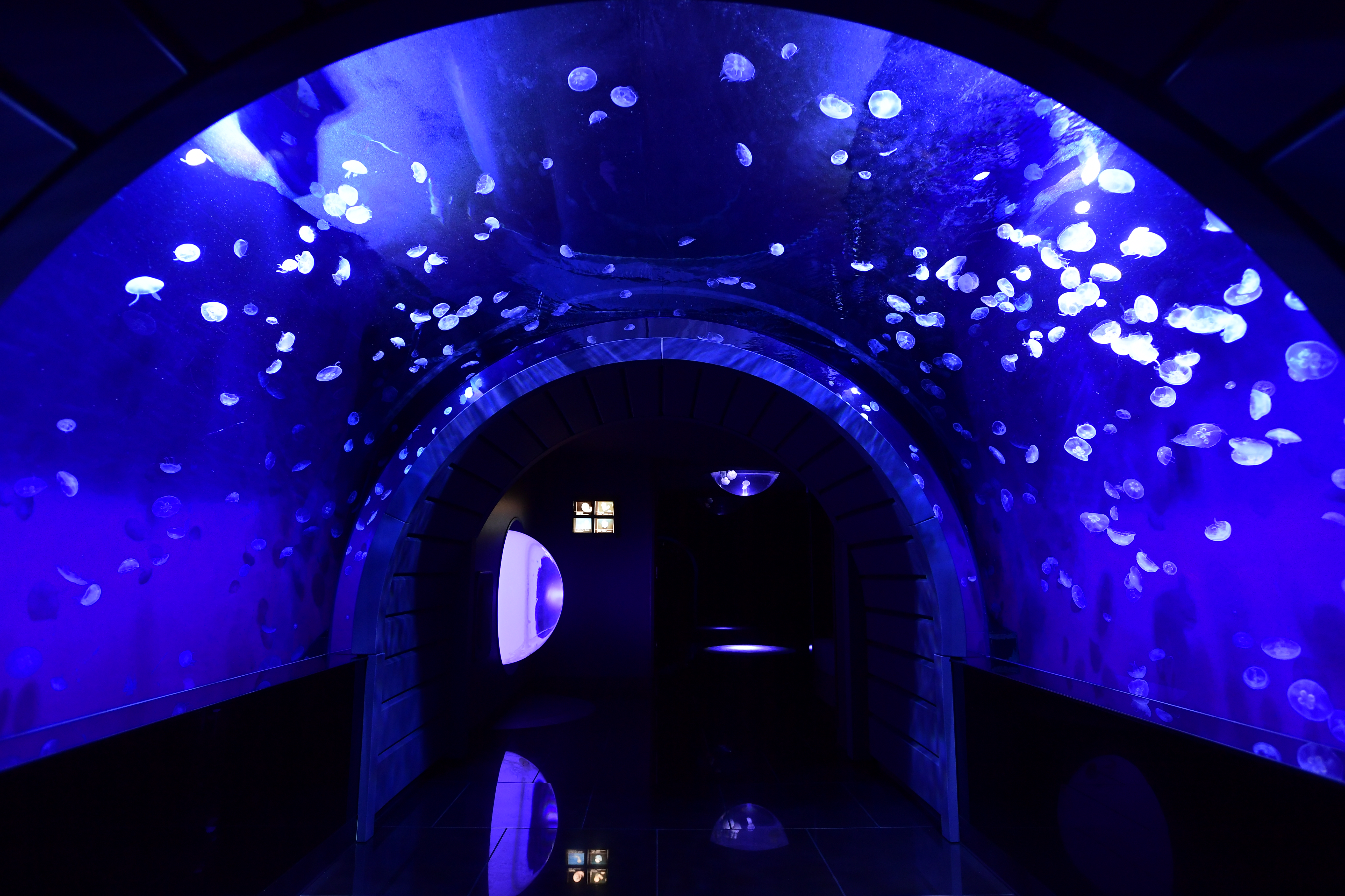 サンシャイン水族館の「クラゲトンネル」（東京都/豊島区）