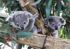 コアラがいる日本の動物園は7つ！約50頭の最新情報や性格・睡眠時間・生態も解説