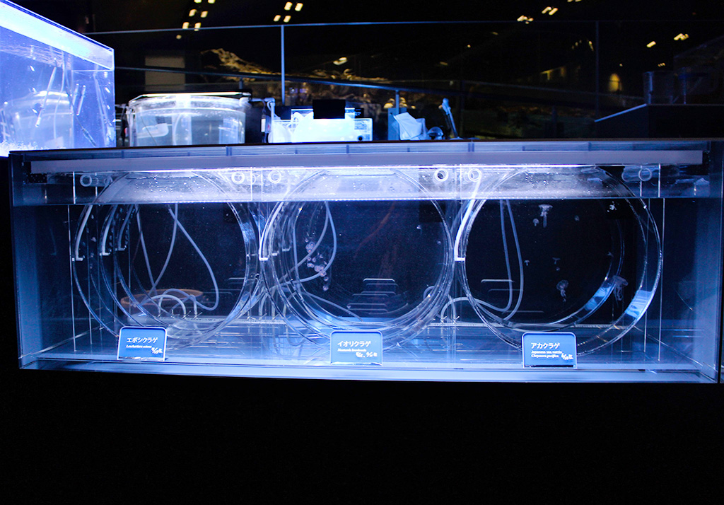 飼育、繁殖作業をおこなう「ラボ」/すみだ水族館(東京都/墨田区)