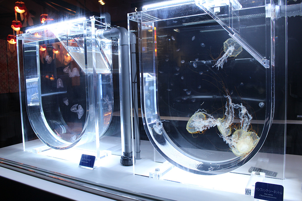 飼育、繁殖作業をおこなう「ラボ」/すみだ水族館(東京都/墨田区)