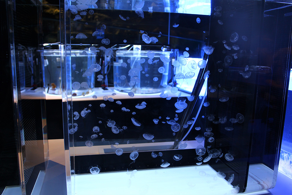 ラボで成長するクラゲ/すみだ水族館(東京都/墨田区)