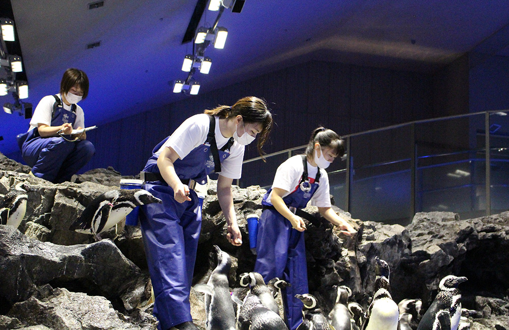 準備したゴハンをあげている様子/すみだ水族館(東京都/墨田区)
