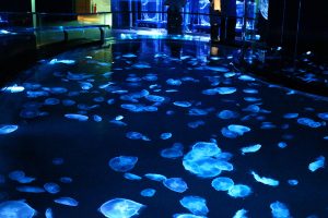 クラゲ「ラボ」に500匹の大水槽!すみだ水族館(東京都)が初めての大規模リニューアル