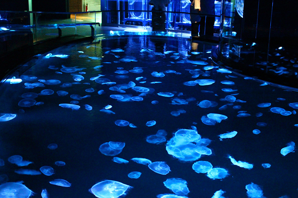 直接水の上からクラゲを見られる「ビッグシャーレ」/すみだ水族館(東京都/墨田区)
