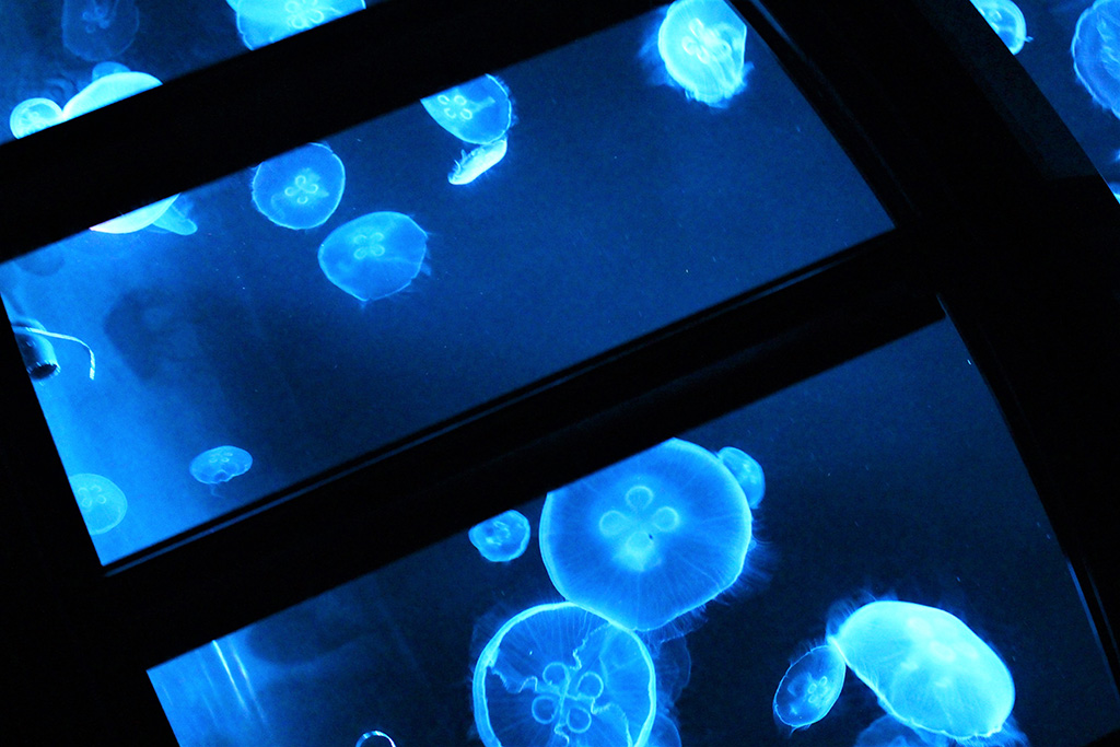 ガラス張りの床の下にクラゲの姿/すみだ水族館(東京都/墨田区)