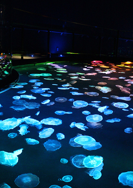 照明によって色とりどりのミズクラゲ/すみだ水族館(東京都/墨田区)