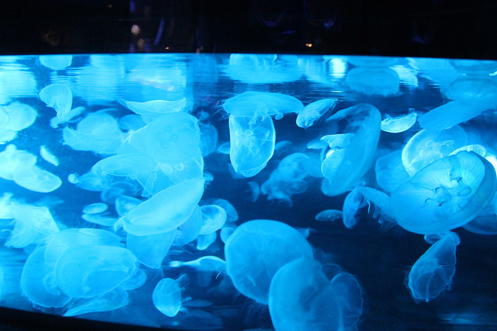 水槽の中のクラゲ/すみだ水族館(東京都/墨田区)