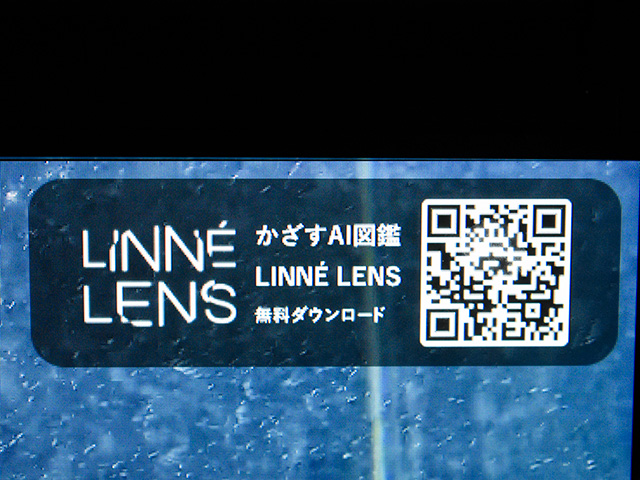 「リンネレンズ スクリーン」アプリ/カワスイ 川崎水族館（神奈川県）
