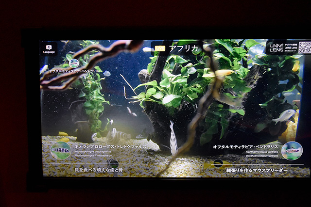 「リンネレンズ スクリーン」の映像/カワスイ 川崎水族館（神奈川県）