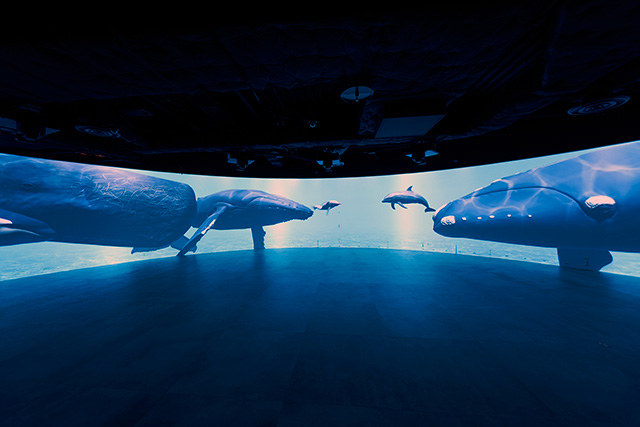 スクリーンに巨大なクジラが登場/カワスイ 川崎水族館（神奈川県）