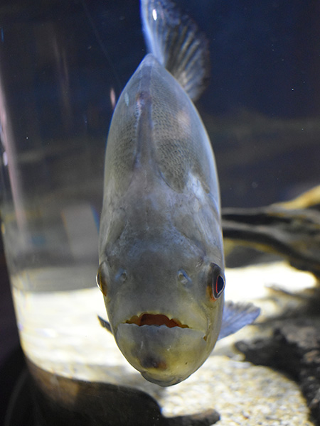ピラヤピラニア/カワスイ 川崎水族館（神奈川県）