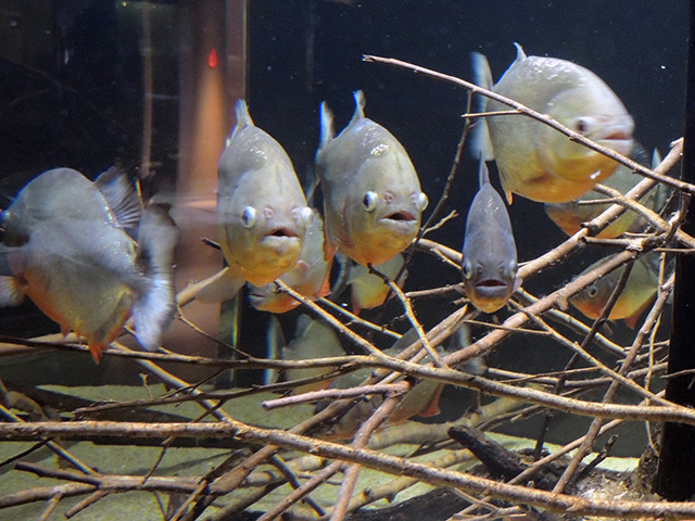 ピラヤピラニア/カワスイ 川崎水族館（神奈川県）
