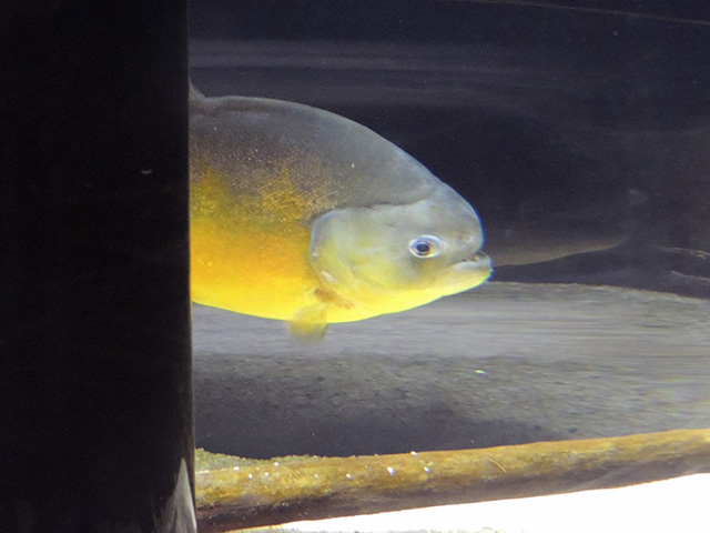 ピラヤピラニア/カワスイ 川崎水族館（神奈川県）