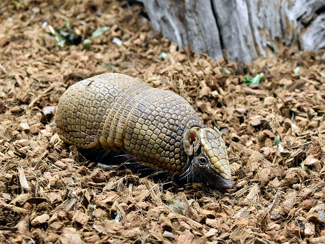 マタコミツオビアルマジロ/カワスイ 川崎水族館（神奈川県）